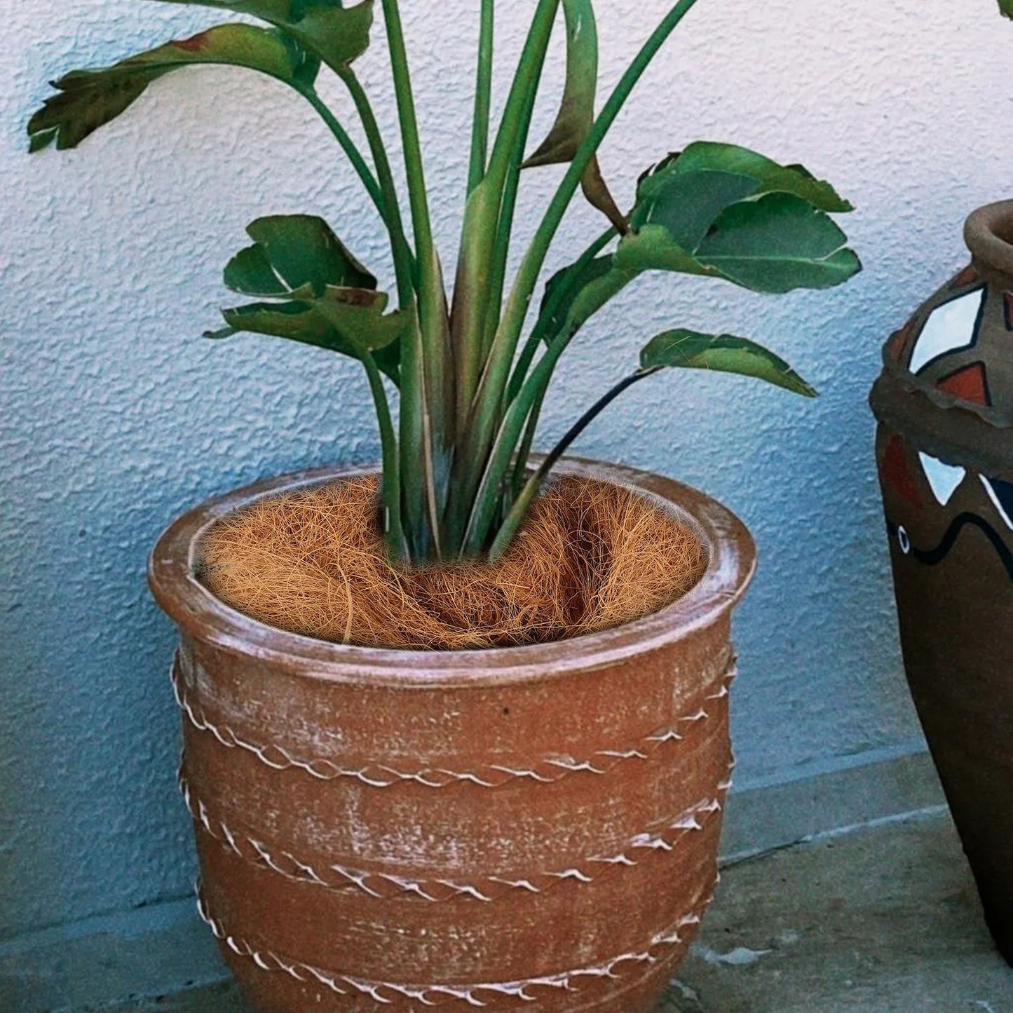 Potted plant with exposed roots in a textured pot against a light blue wall.