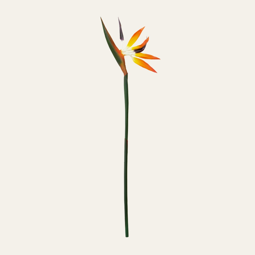 Belan Bird Paradise Flower Stem — single long green stem with a bird-of-paradise bloom, orange and yellow petals, green bract and purple accent