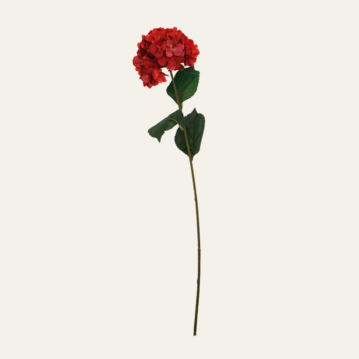 Belan Flower Stem with a single long brown stem, red clustered flower head and three textured green leaves on a neutral background