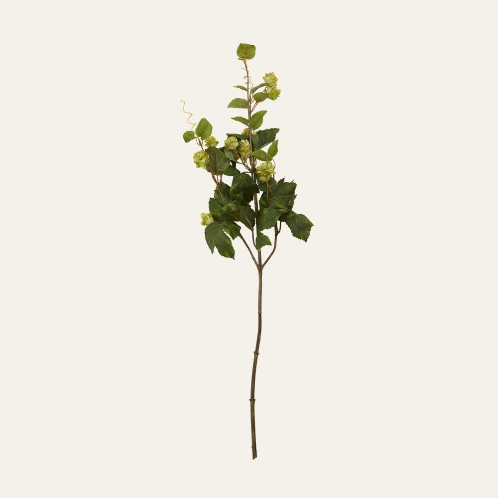 Belan Green Hop Spray Flower Stem with long brown stem, clusters of pale green hop flowers and dark green leaves