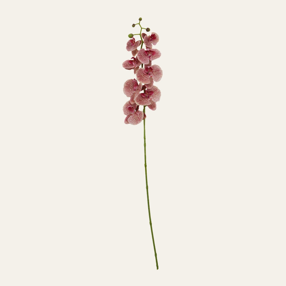 Belan Orchid Spray Flower Stem with long green stem, cluster of pink orchids with white speckled petals and a few unopened buds