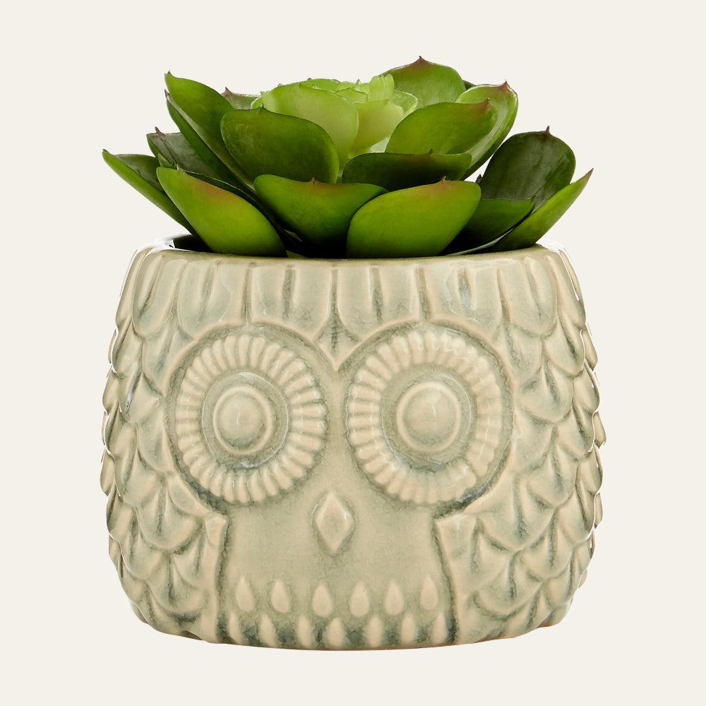 Belan Owl Pot Succulent — pale green glazed ceramic owl-shaped pot with textured feather detail and subtle crackle finish, topped with a green rosette succulent