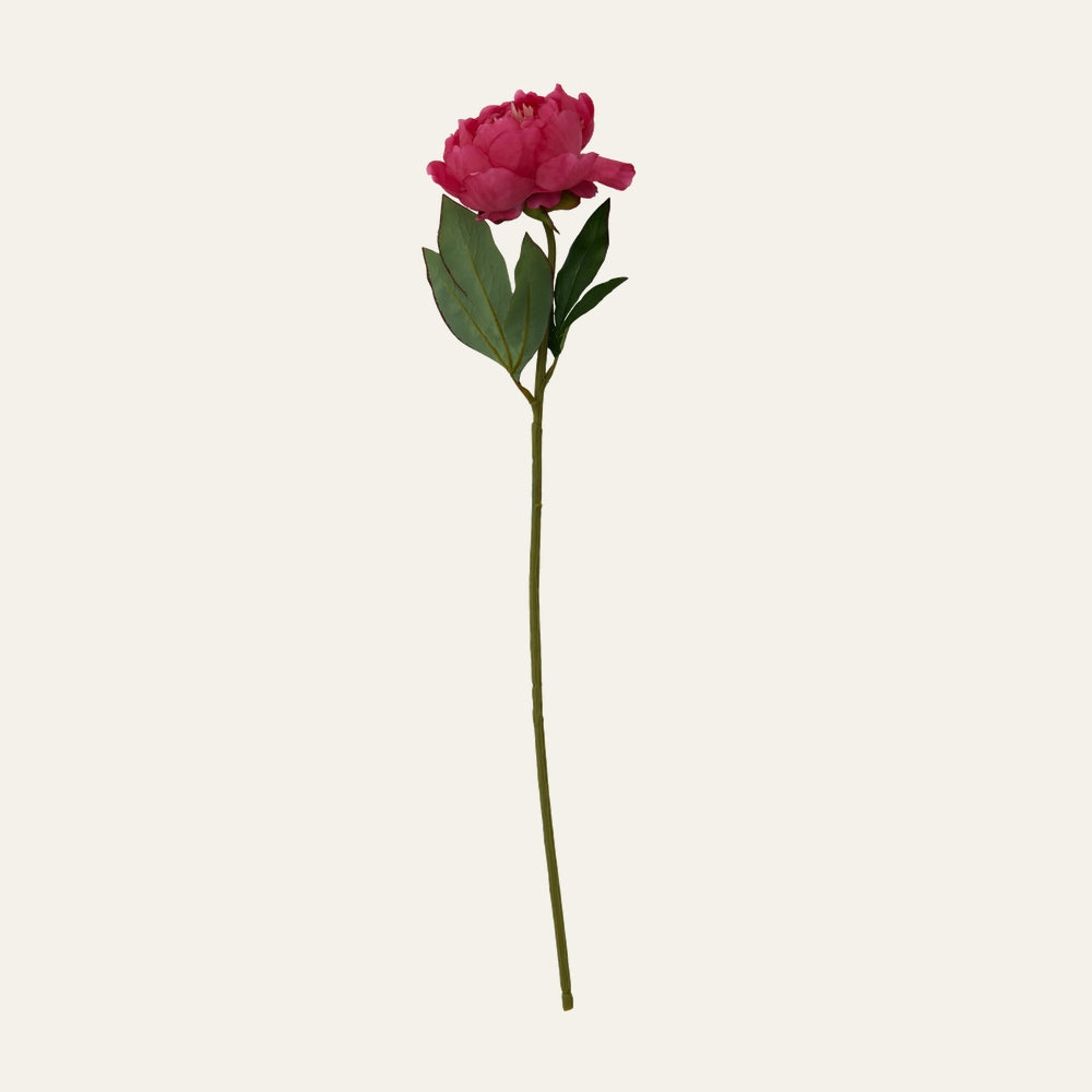 Belan Peony Flower Stem — single bright pink peony bloom with green leaves on a long slender green stem against a light background