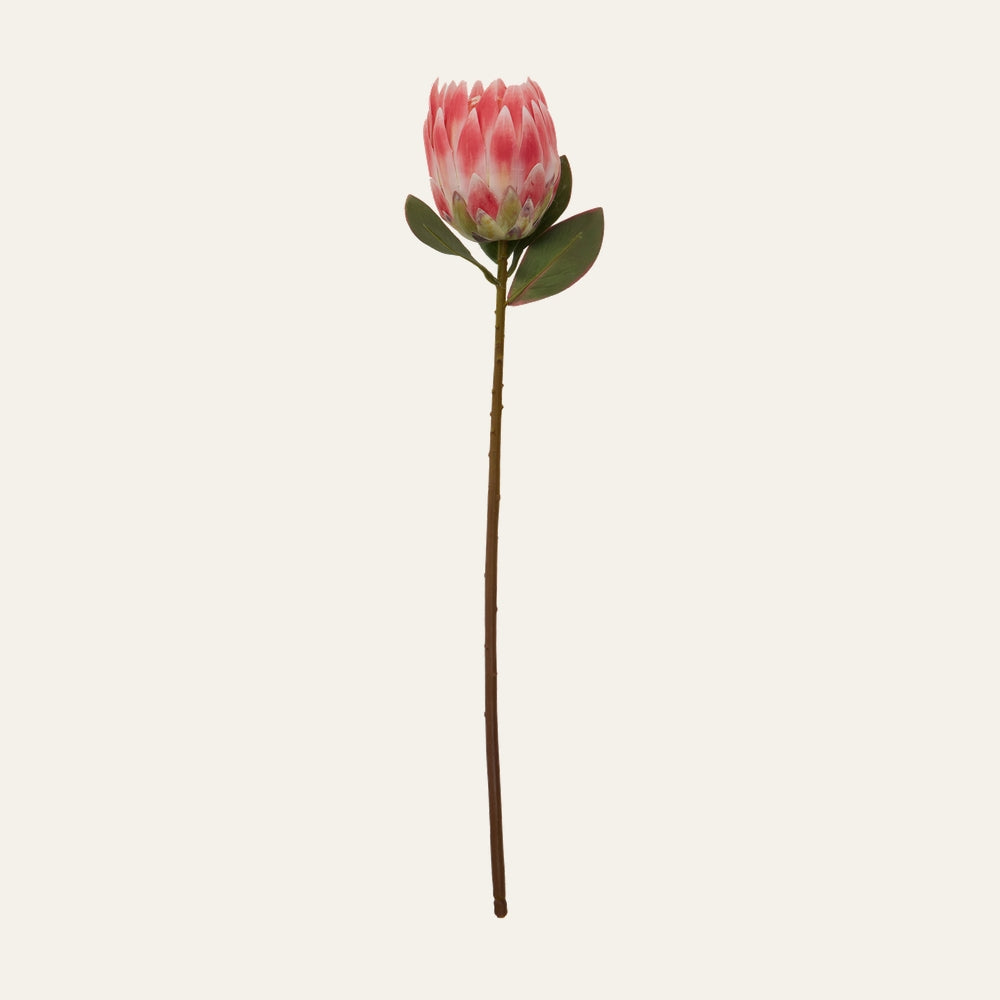 Belan Protea Flower Stem, single long brown stem with a pink protea flower head with layered petals tipped in white and two green oval leaves