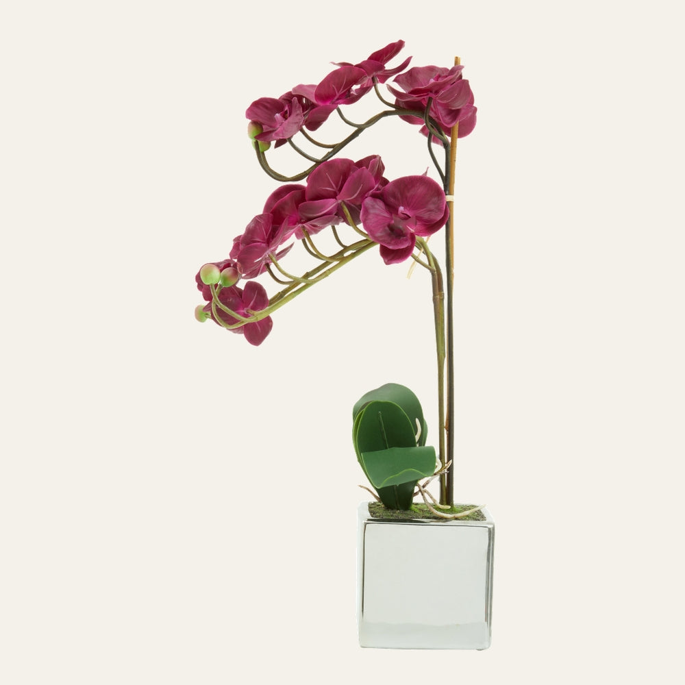 Belan Silver Pot Orchid Plant with two arched stems of magenta orchid blooms and green leaves in a reflective square silver pot