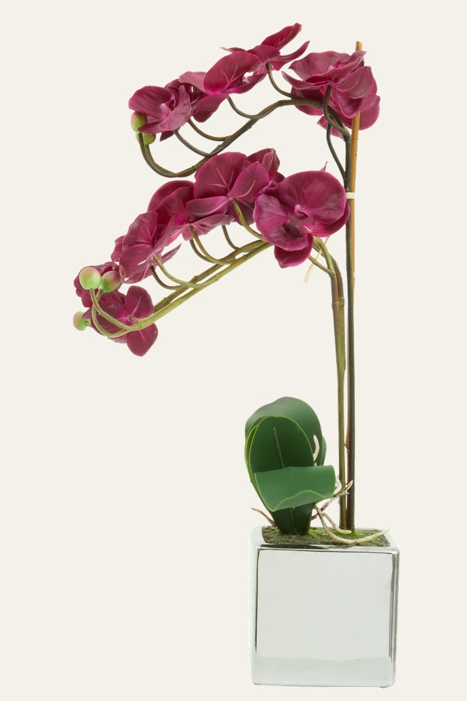 Belan Silver Pot Orchid Plant with magenta orchid blooms on arched stems tied to a stake, green leaves and moss in a square reflective silver pot