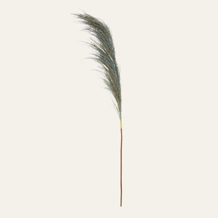 Belan Stem, single tall pampas-style stem with a feathery blue-green plume and slender brown stem