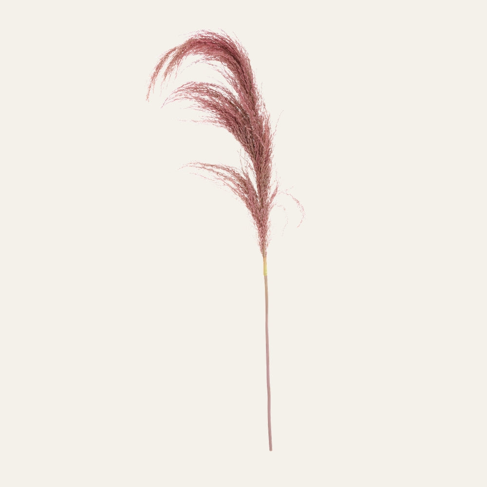 Belan Stem — long thin stem with arching dusty pink feathery pampas-style plumes