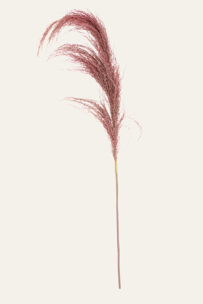 Belan Stem: long slender stem topped with a feathery dusty-pink plume and a small gold-wrapped base on a pale background.