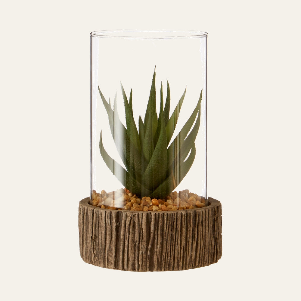 Belan Stone Base Succulent — green succulent in a clear glass cylinder over tan pebbles, set in a textured brown stone base with vertical groove detail.