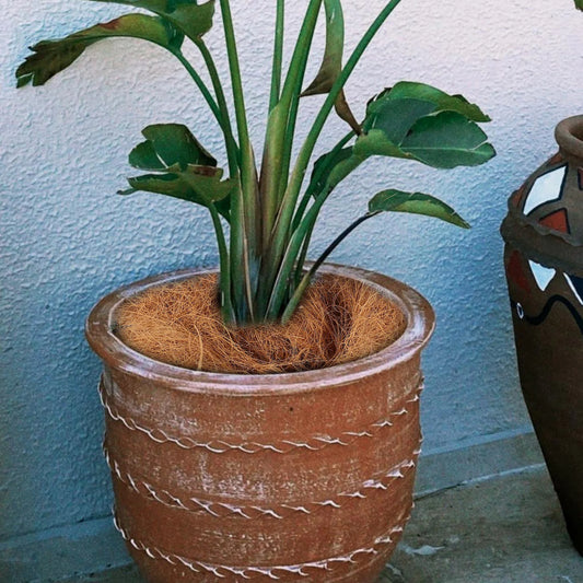 Potted plant with exposed roots in a textured pot against a light blue wall.