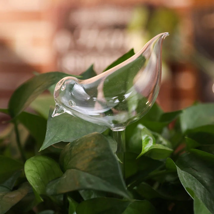 Glass Self-Watering Globe for Plants