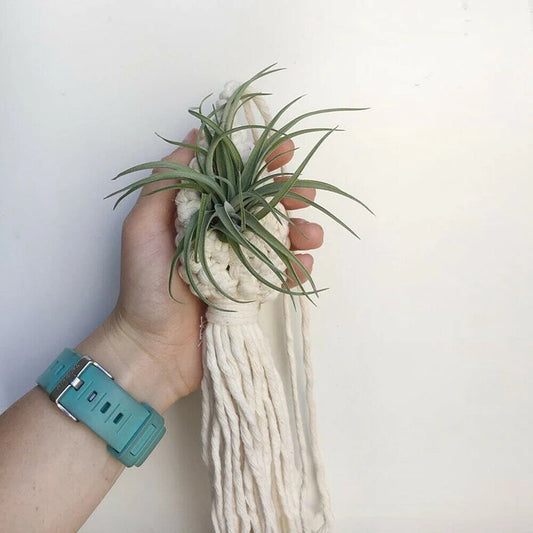 Boho Macramé Air Plant Hanger